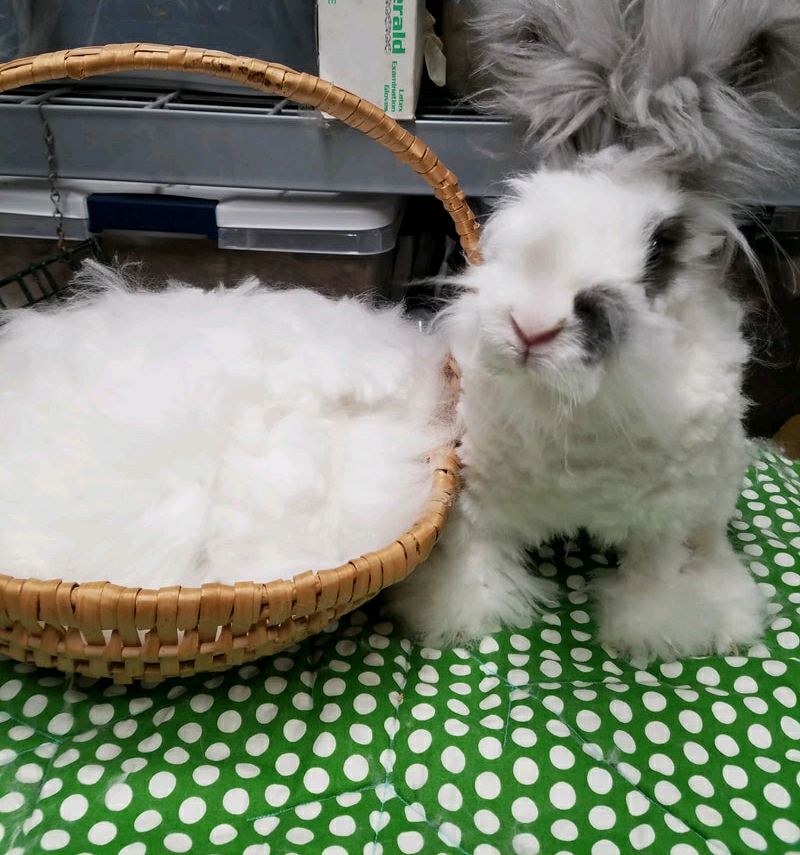 English angora rabbit with a basket of fresh fiber