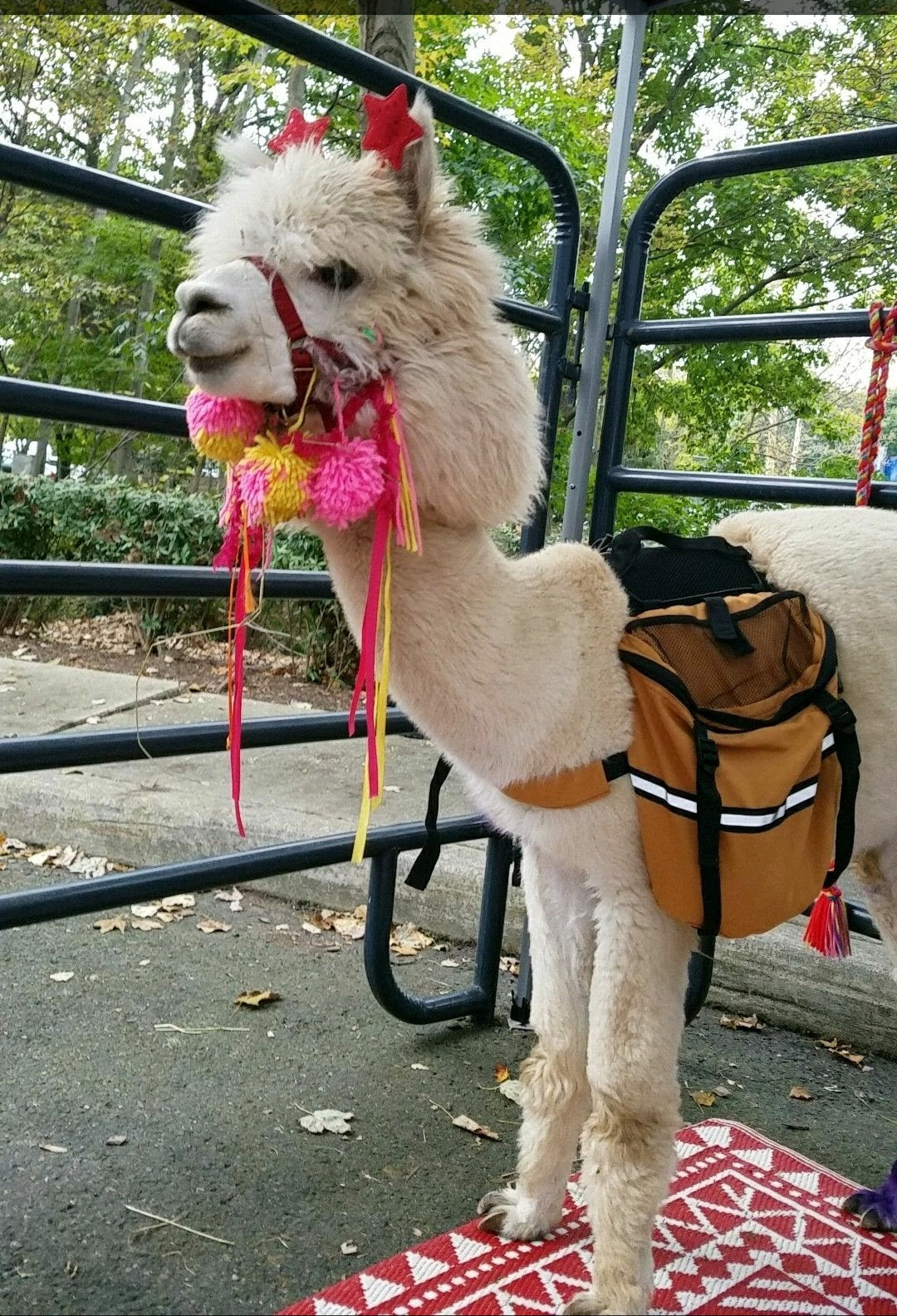 Alpaca dressed for the fair