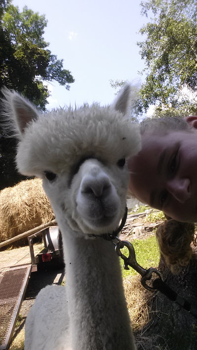 Bean the alpaca, up close and curious