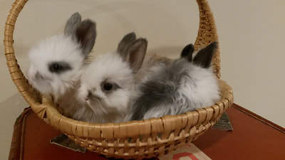 Three baby angora rabbits in a basket