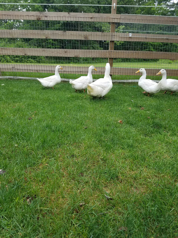 Ducks wandering the pasture