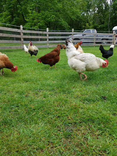 Hens on a summer morning