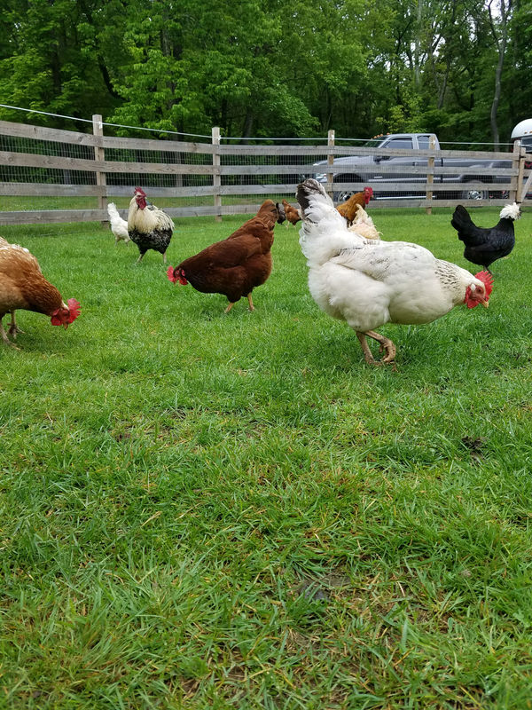 Hens in the yard