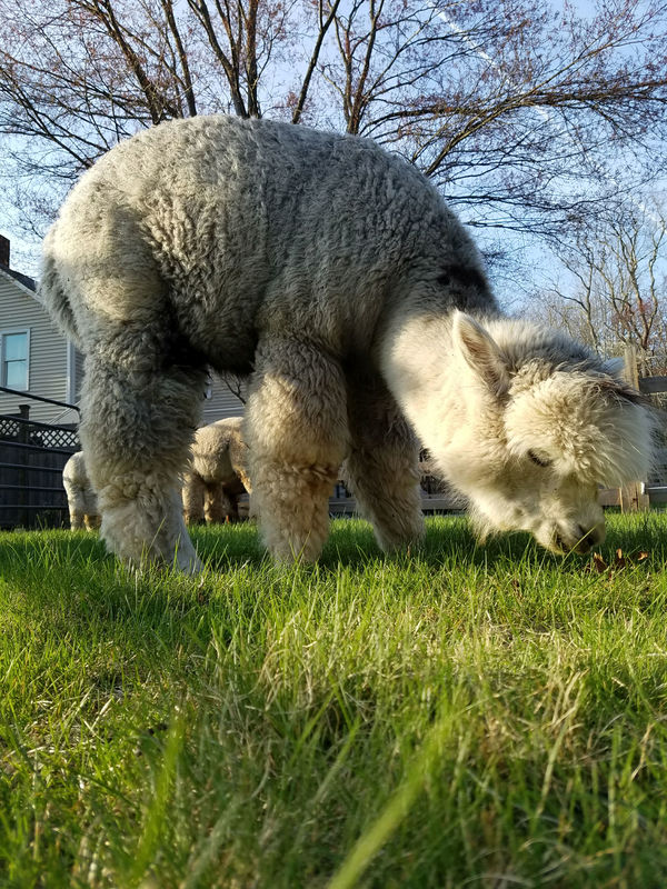 Gray alpaca grazing in the pasture at Humor Me Farm