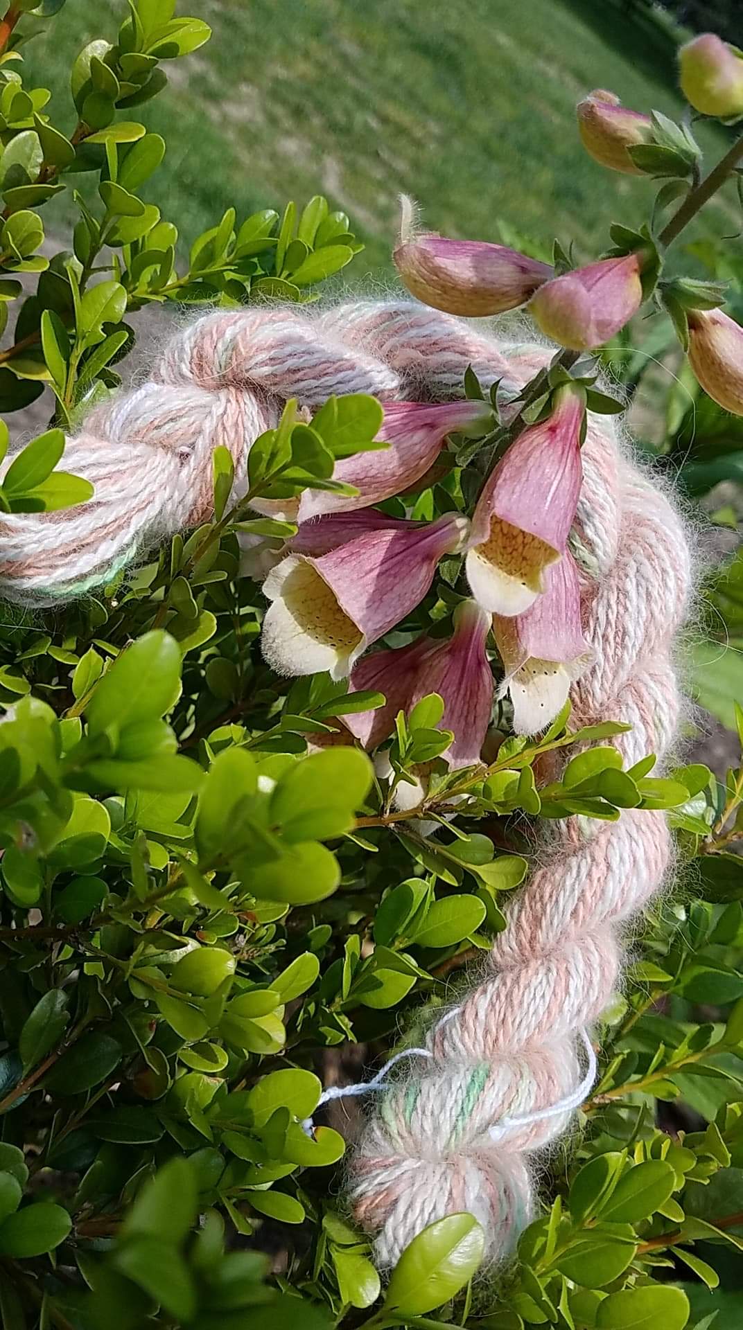 Handspun yarn draped through the spring foxglove