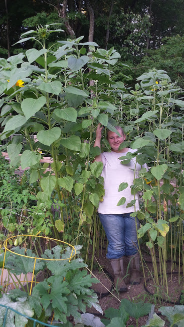 Sunflowers in the garden